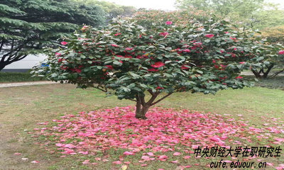 中財(cái)在職研究生攻讀方式有哪些？